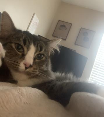 Dora, Adoptable, Young Female Domestic Medium Hair & Domestic Short Hair.