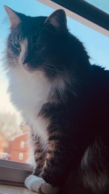 Enlarge Dora, a Adoptable mixed breed in Maumee, OH image 3/3