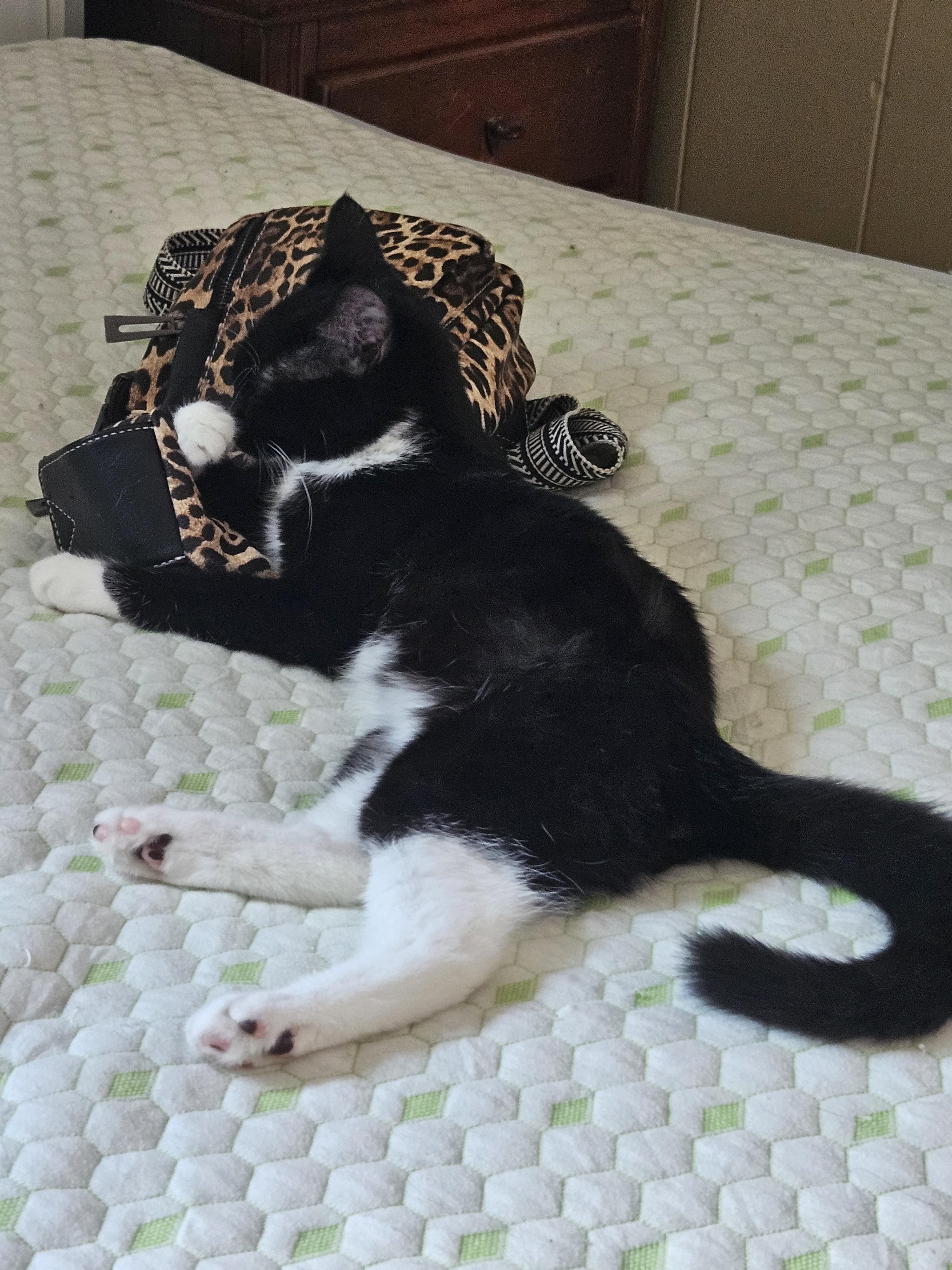 Enlarge Mung Daal, a Adoptable Domestic Short Hair in warrenville, SC image 1/3