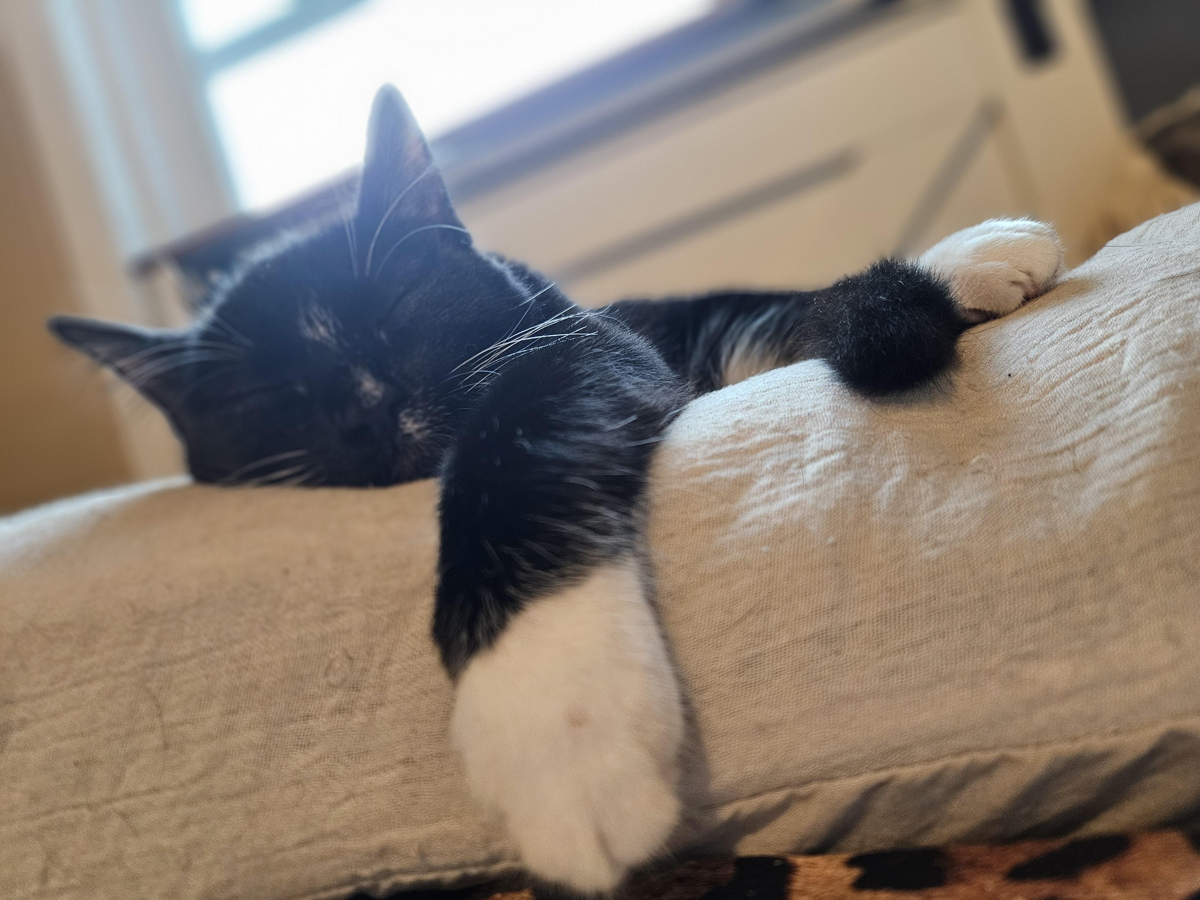 Enlarge Mung Daal, a Adoptable Domestic Short Hair in warrenville, SC image 2/3