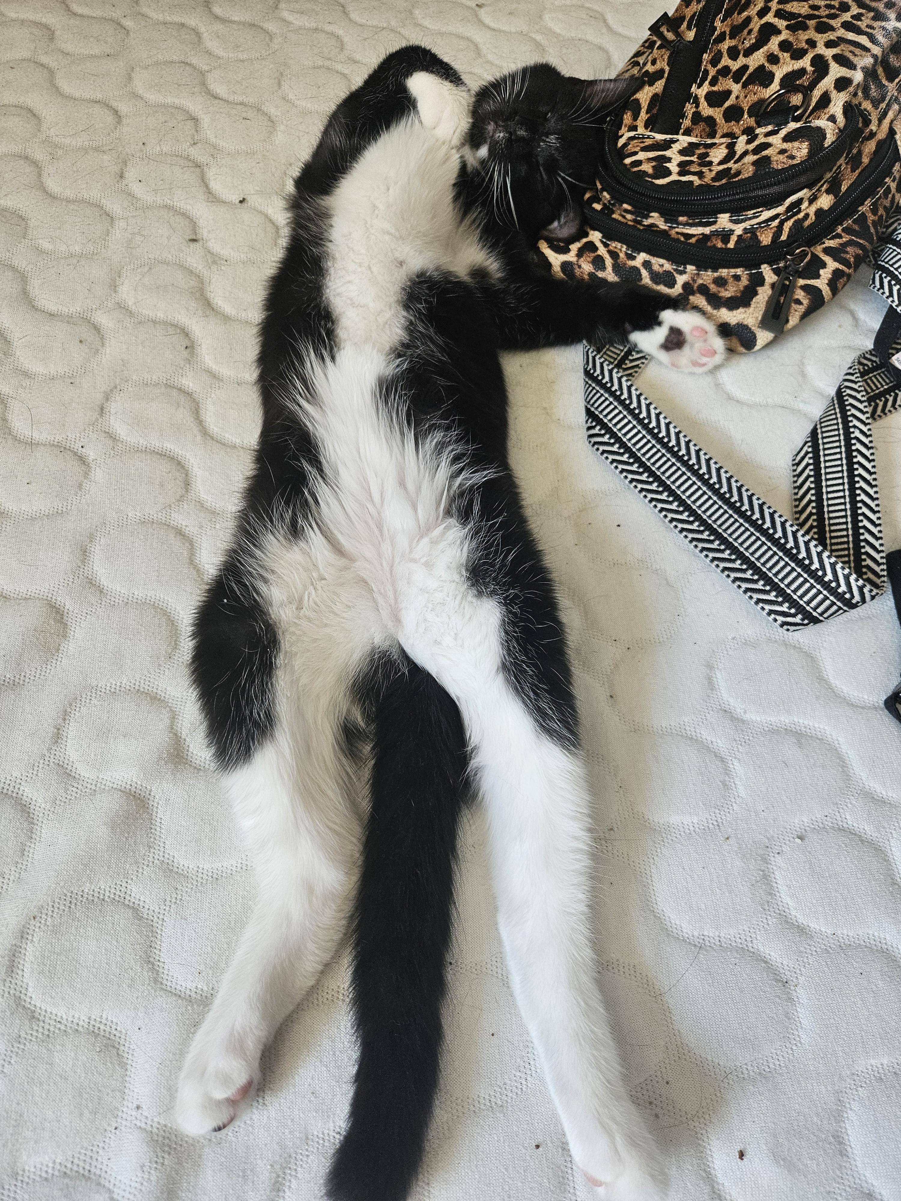 Enlarge Mung Daal, a Adoptable Domestic Short Hair in warrenville, SC image 3/3