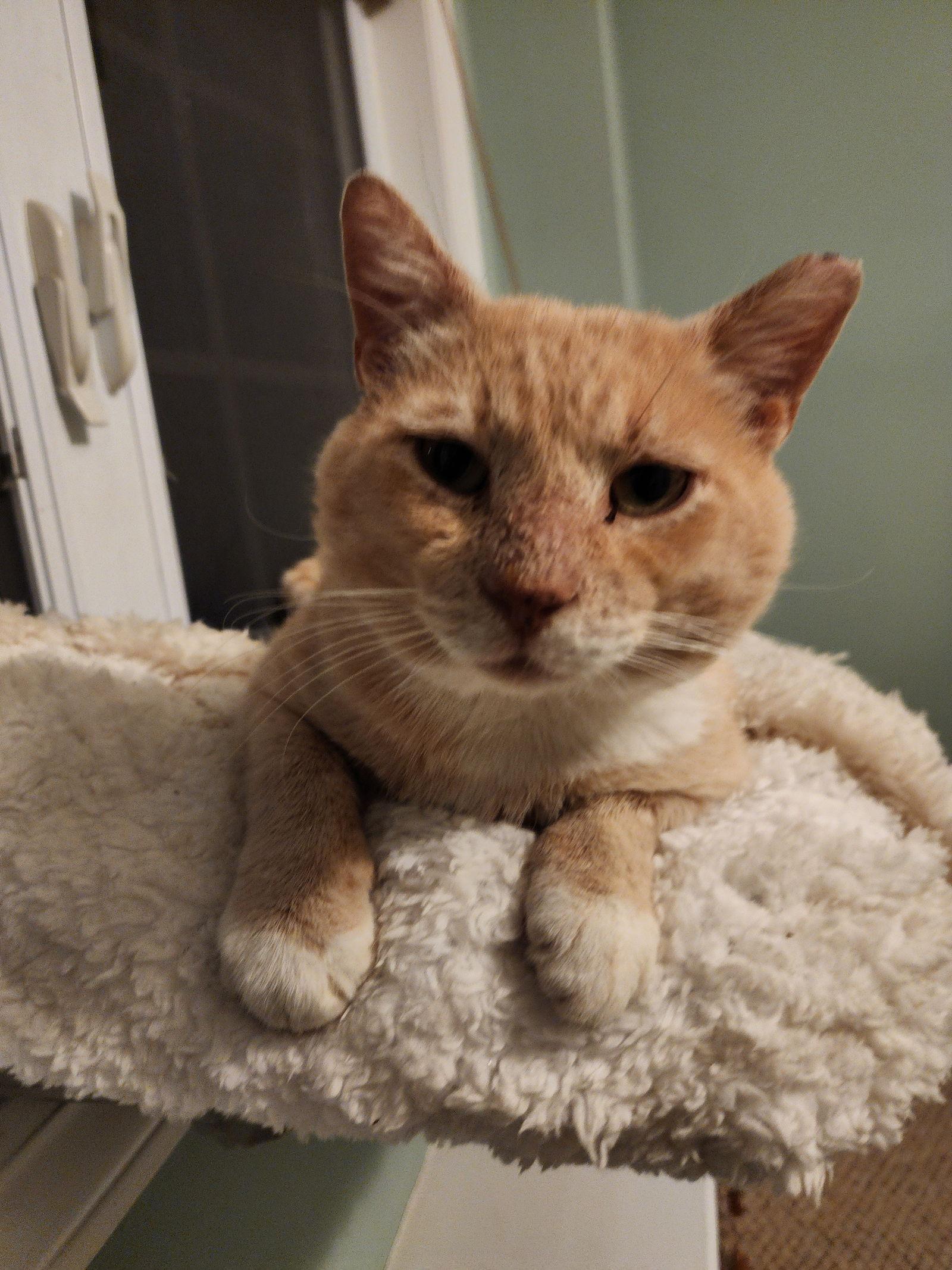 Enlarge Elijah (FCID# 09/10/2024 - 522) DC, a Adoptable Tabby in Greenville, DE image 2/3