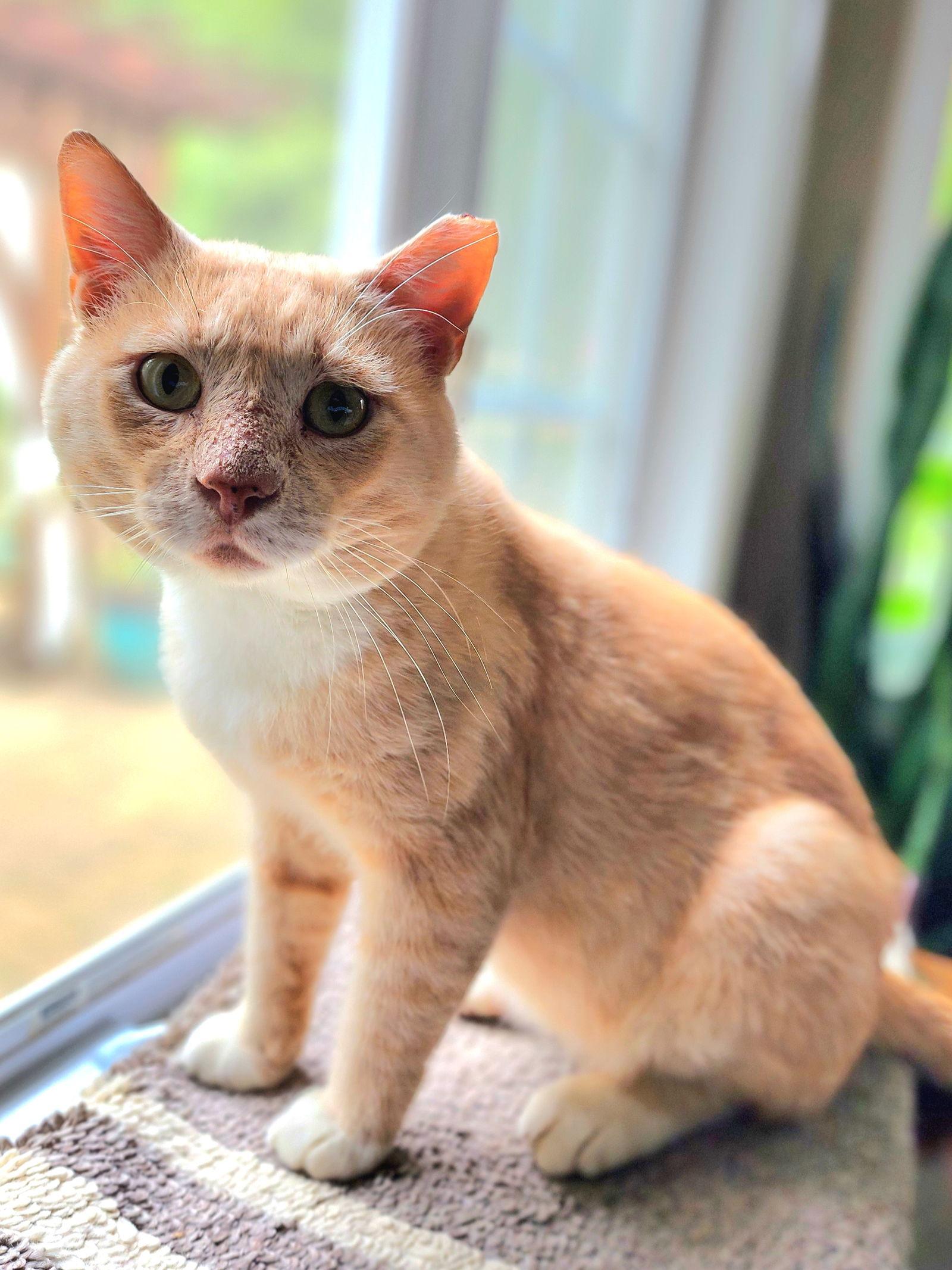 Elijah (FCID# 09/10/2024 - 522) DC, Adoptable, Adult Male Tabby.