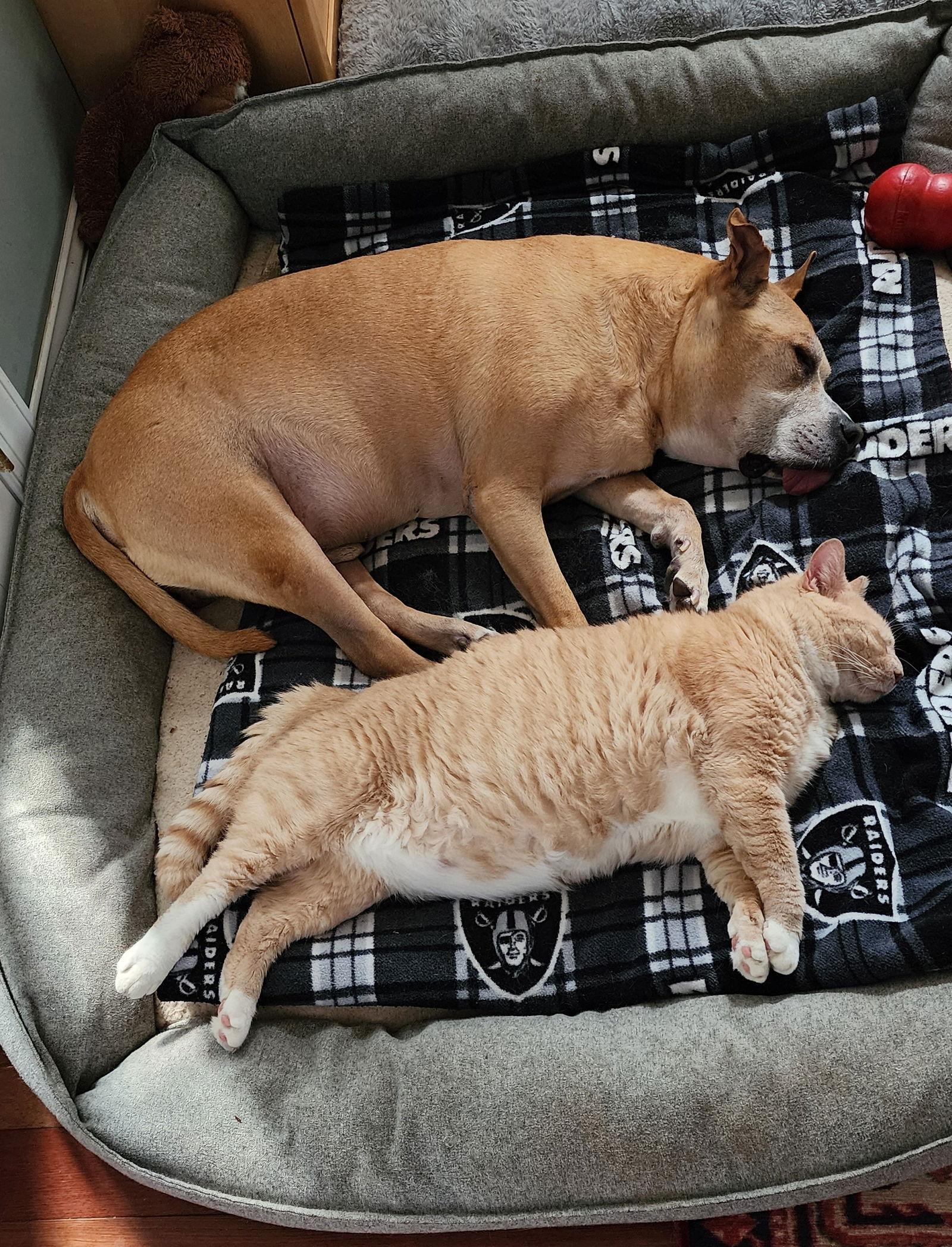 Enlarge Elijah (FCID# 09/10/2024 - 522) DC, a Adoptable Tabby in Greenville, DE image 3/3