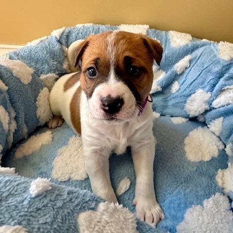 Maryann 22094 — thumbnail 6