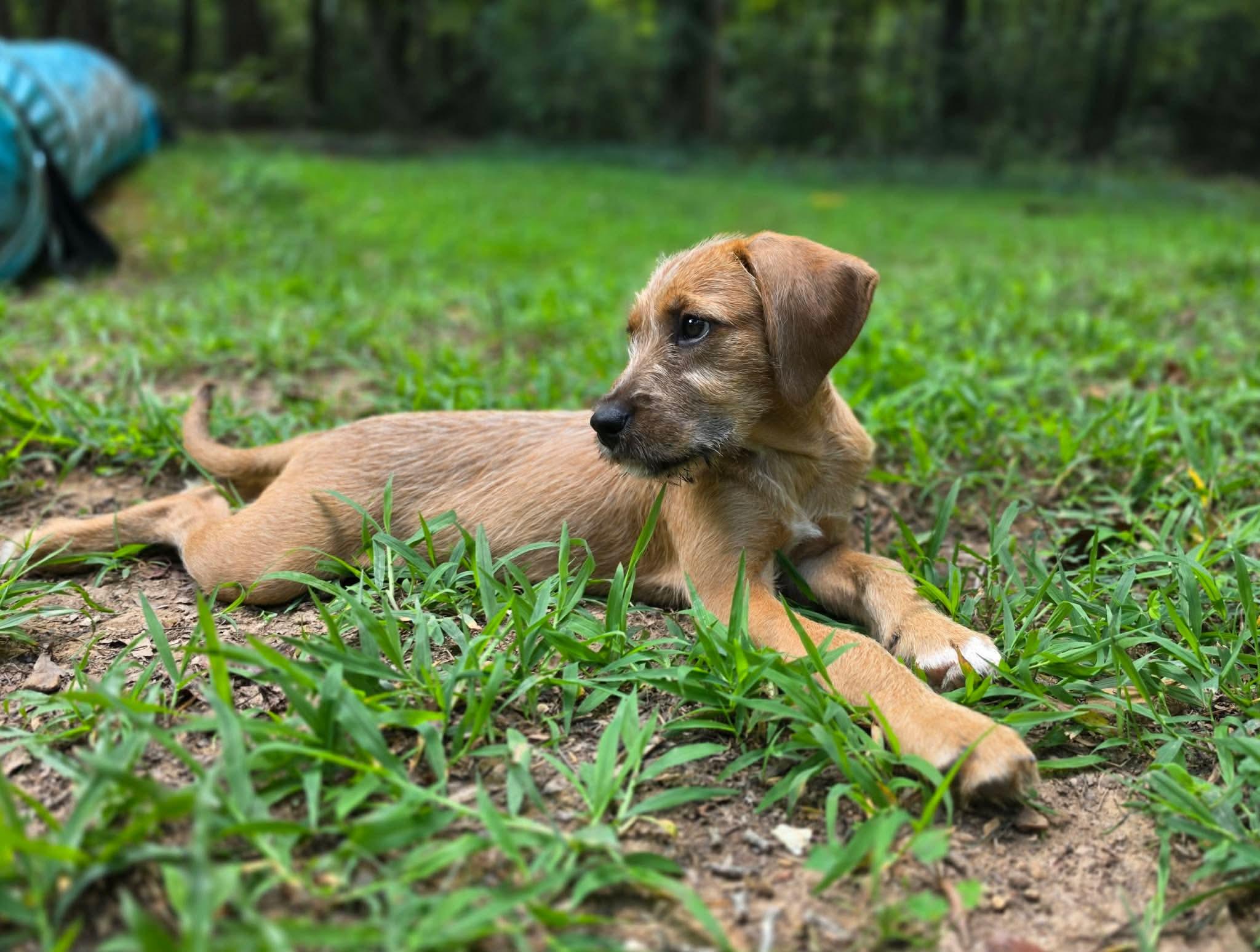 Enlarge Rumba, a Adoptable mixed breed in Pittsboro, NC image 5/5