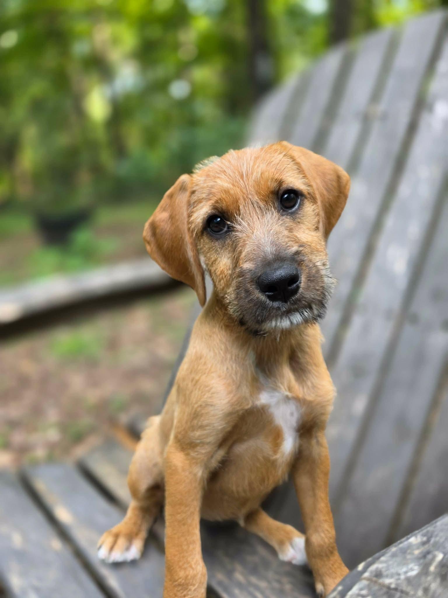 Enlarge Rumba, a Adoptable mixed breed in Pittsboro, NC image 3/5