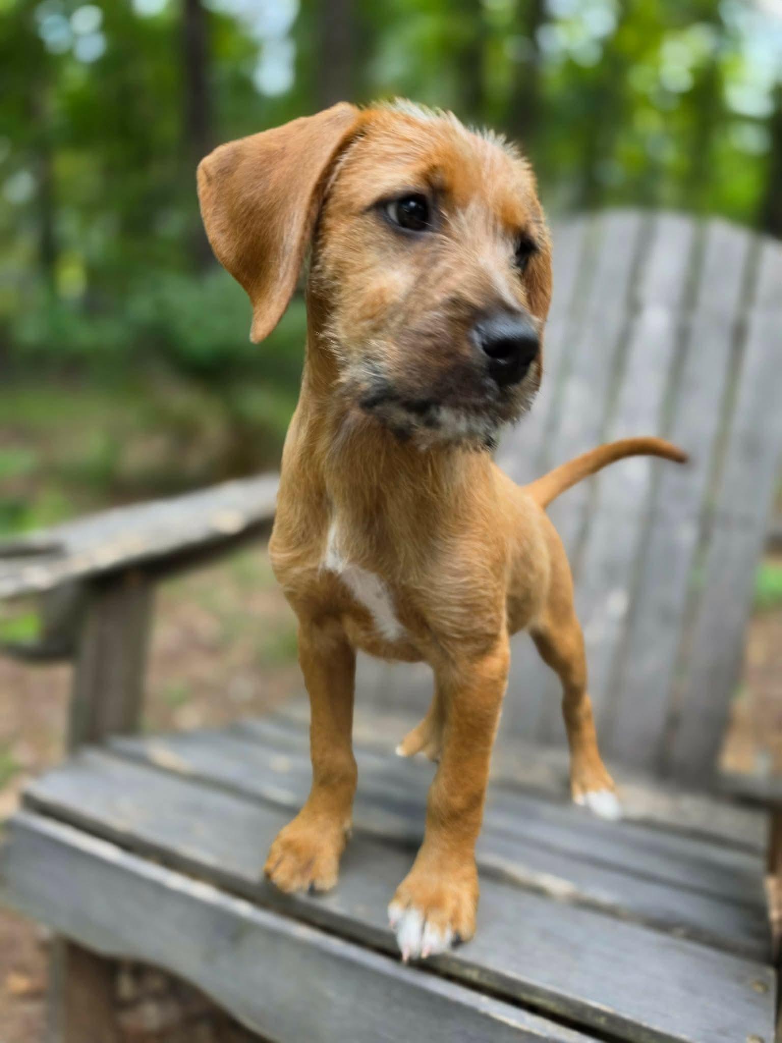 Enlarge Rumba, a Adoptable mixed breed in Pittsboro, NC image 4/5