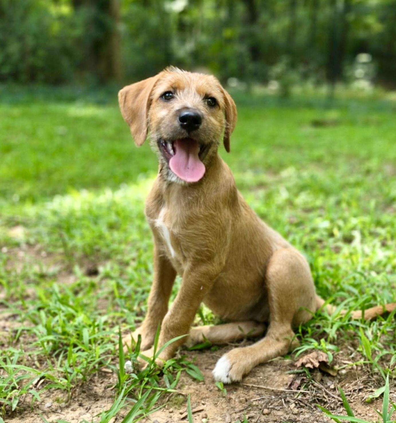 Rumba, Adoptable, Puppy Female Goldendoodle.