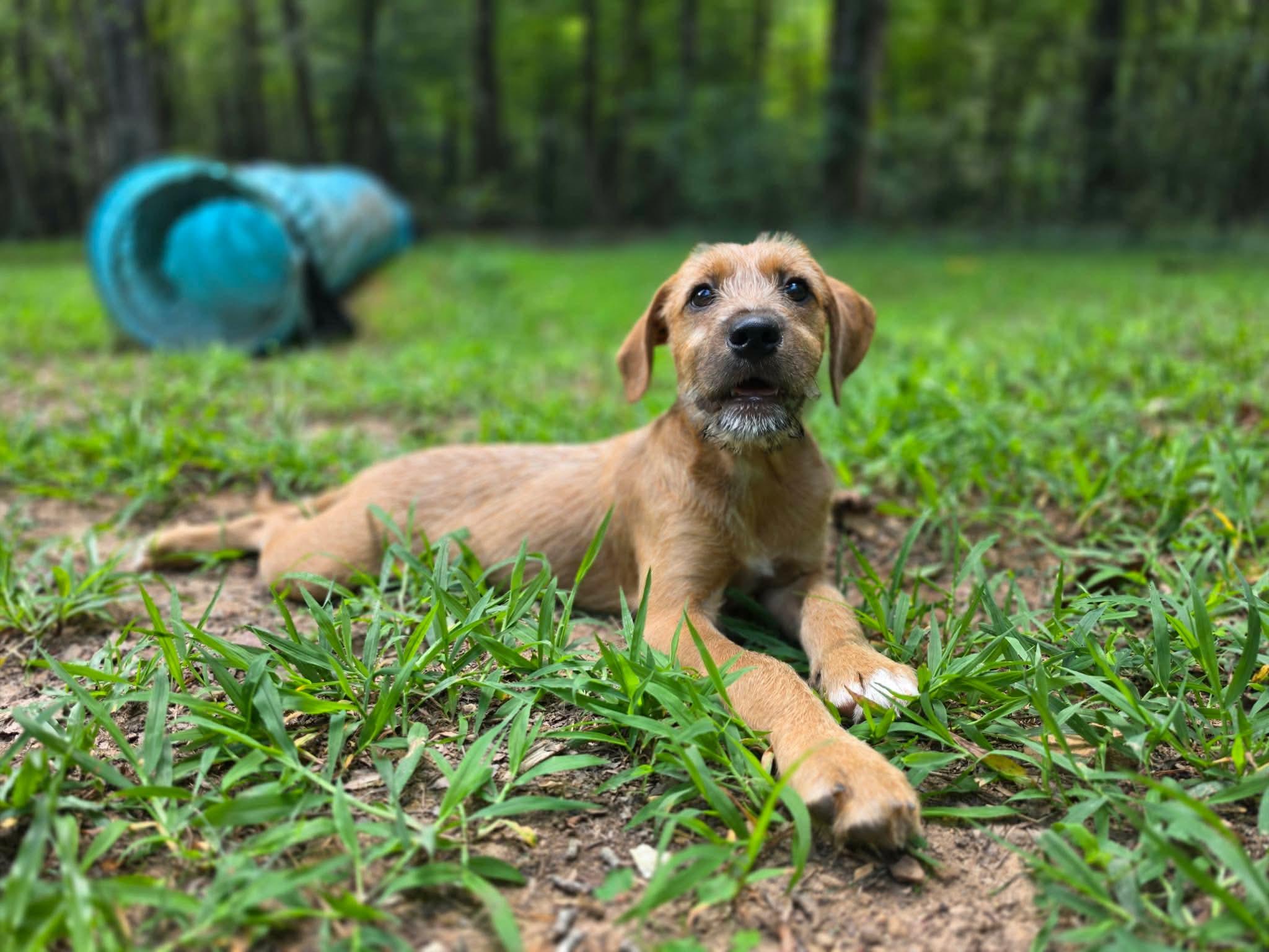 Enlarge Rumba, a Adoptable mixed breed in Pittsboro, NC image 2/5