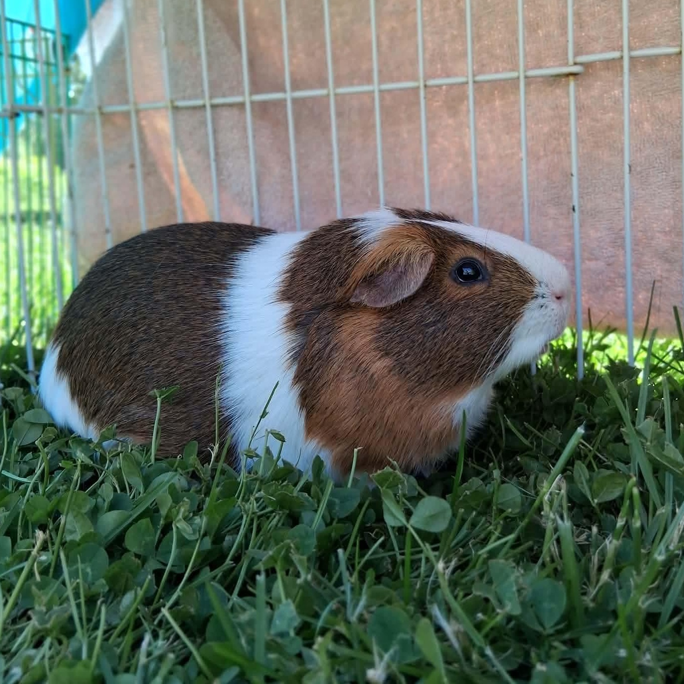 Cyrus, adoptable, Young Male Guinea Pig.