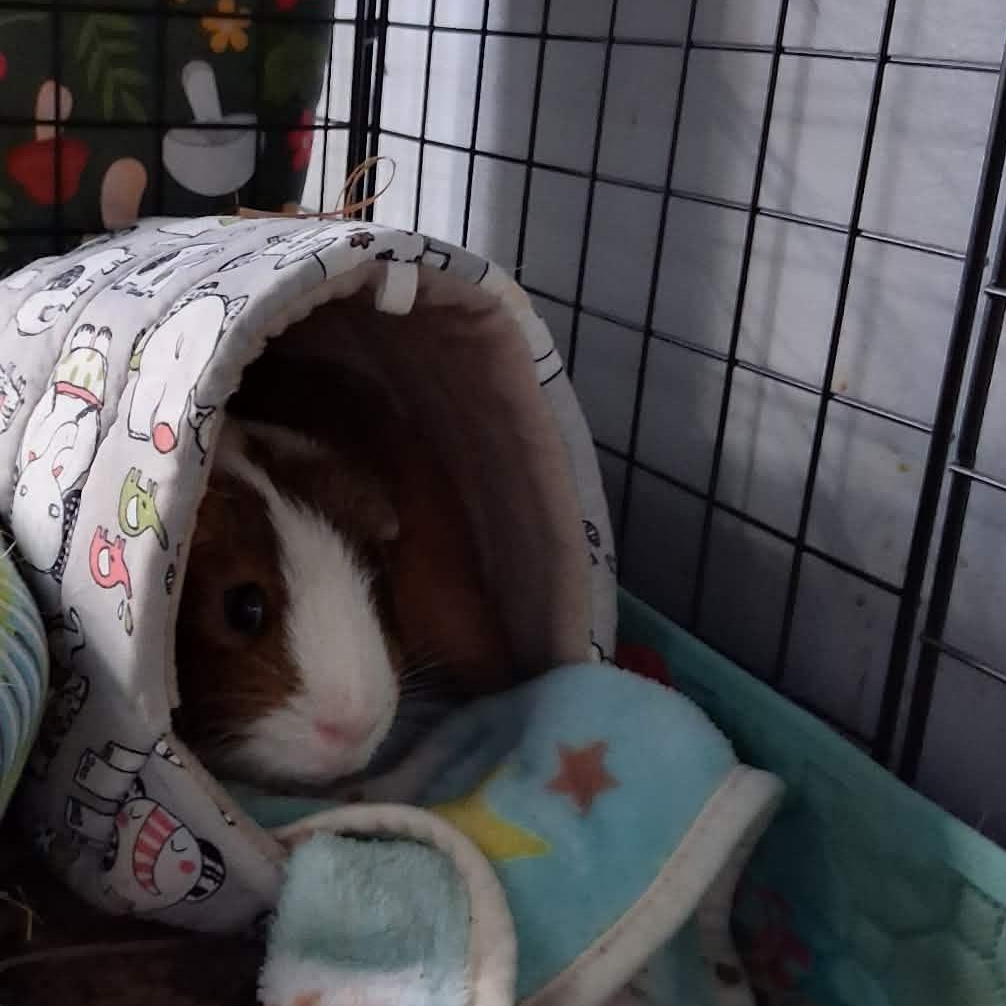 Cyrus, a ADOPTABLE Guinea Pig in Rochester, NY image 5/5