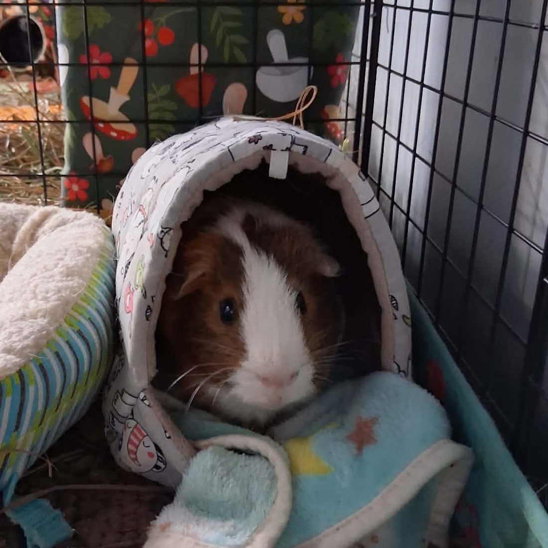 Cyrus, a ADOPTABLE Guinea Pig in Rochester, NY image 3/5