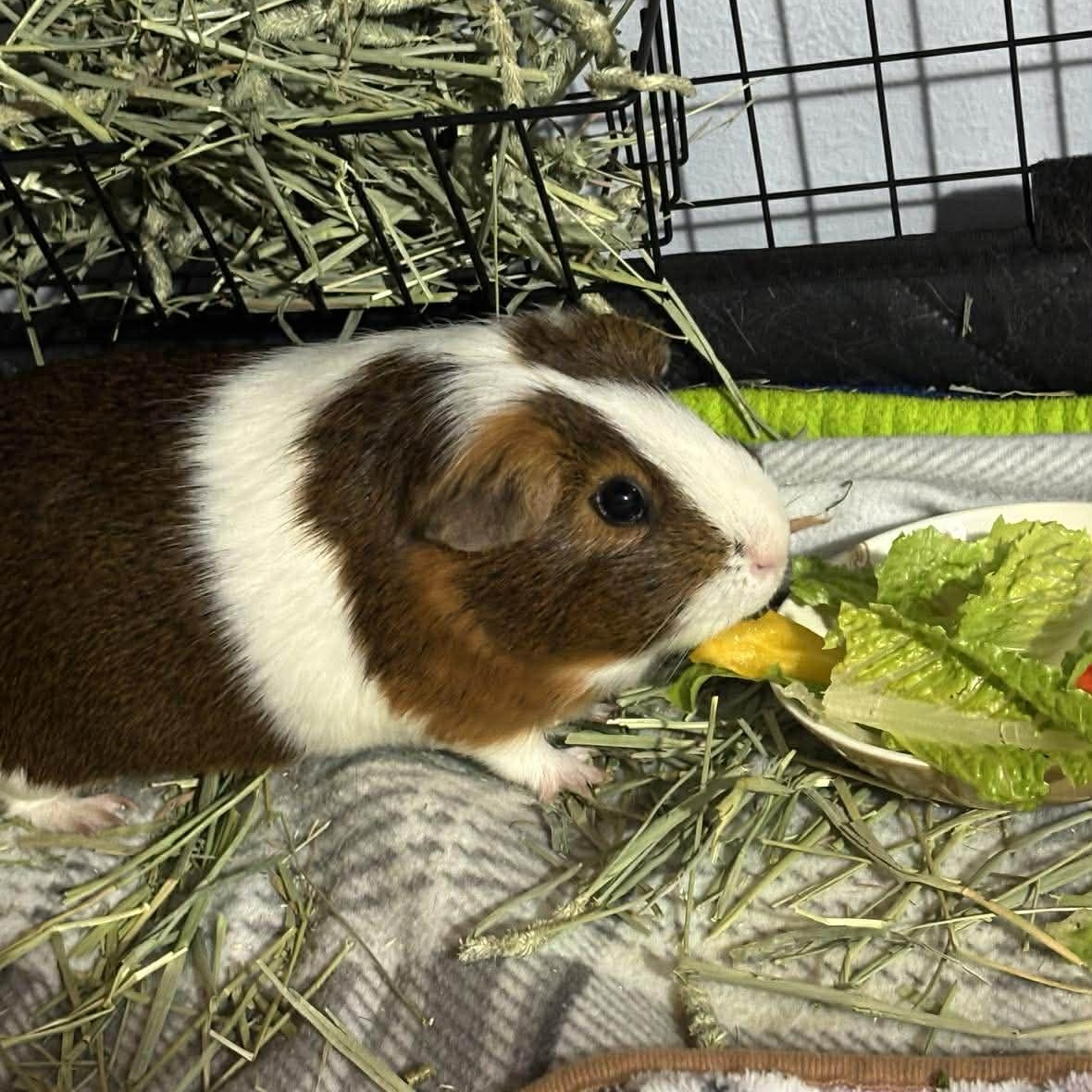 Enlarge Cyrus, a ADOPTABLE Guinea Pig in Rochester, NY image 4/6
