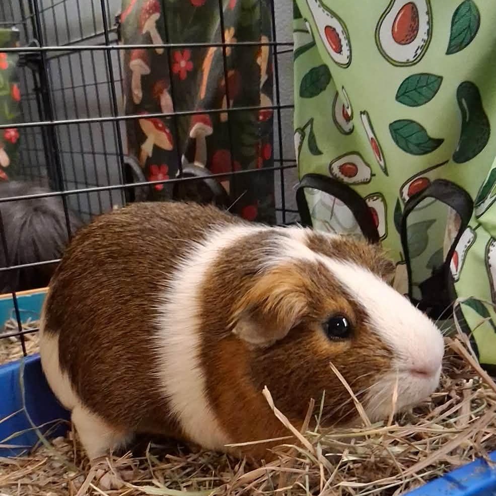 Cyrus, a ADOPTABLE Guinea Pig in Rochester, NY image 1/5