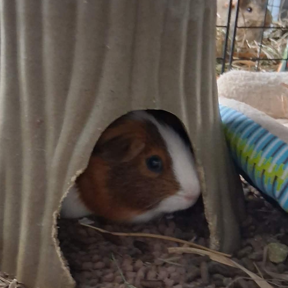 Cyrus, a ADOPTABLE Guinea Pig in Rochester, NY image 4/5