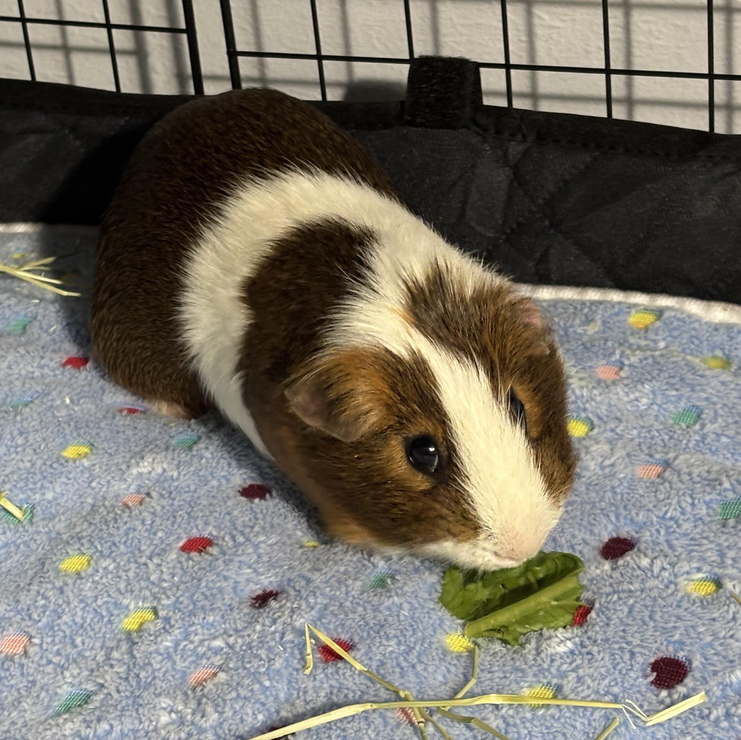 Cyrus, ADOPTABLE, Young Male Guinea Pig.