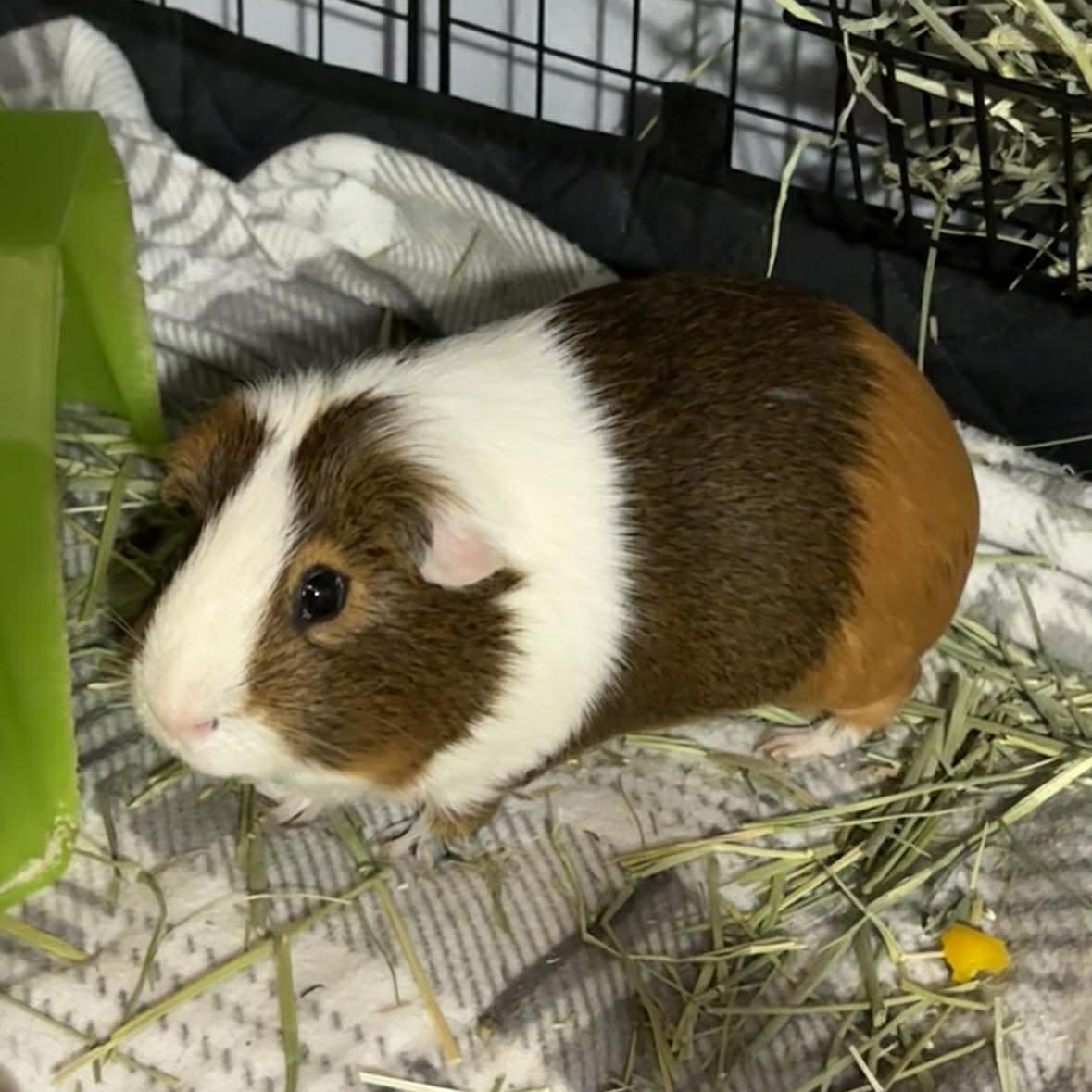 Enlarge Cyrus, a ADOPTABLE Guinea Pig in Rochester, NY image 1/6