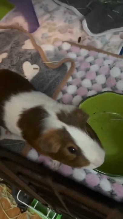 Enlarge Cyrus, a ADOPTABLE Guinea Pig in Rochester, NY video 6/6