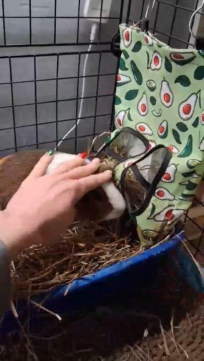 Enlarge Cyrus, a ADOPTABLE Guinea Pig in Rochester, NY video 2/5