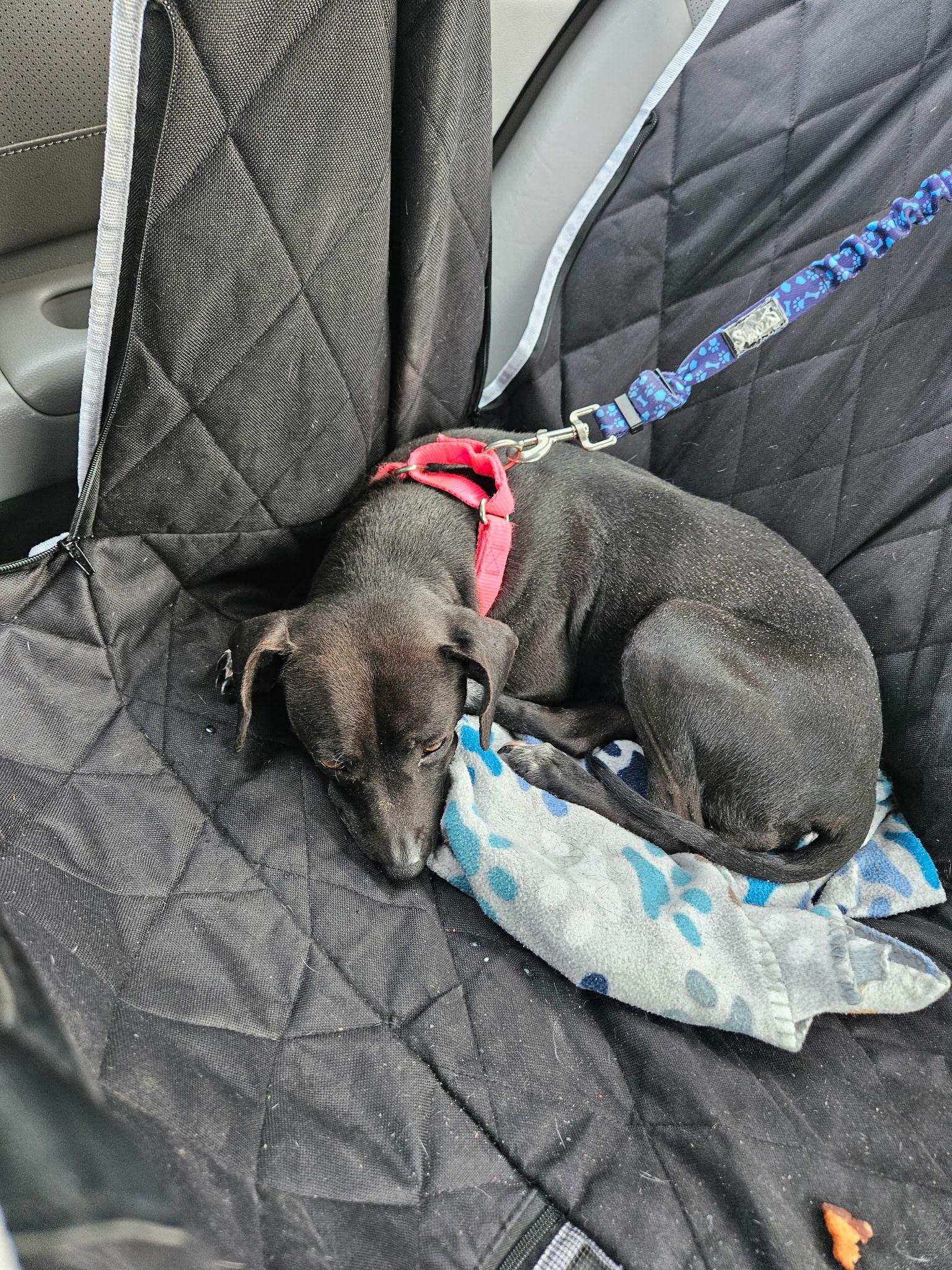 nova, an adopted mixed breed in Cary, NC image 3/5