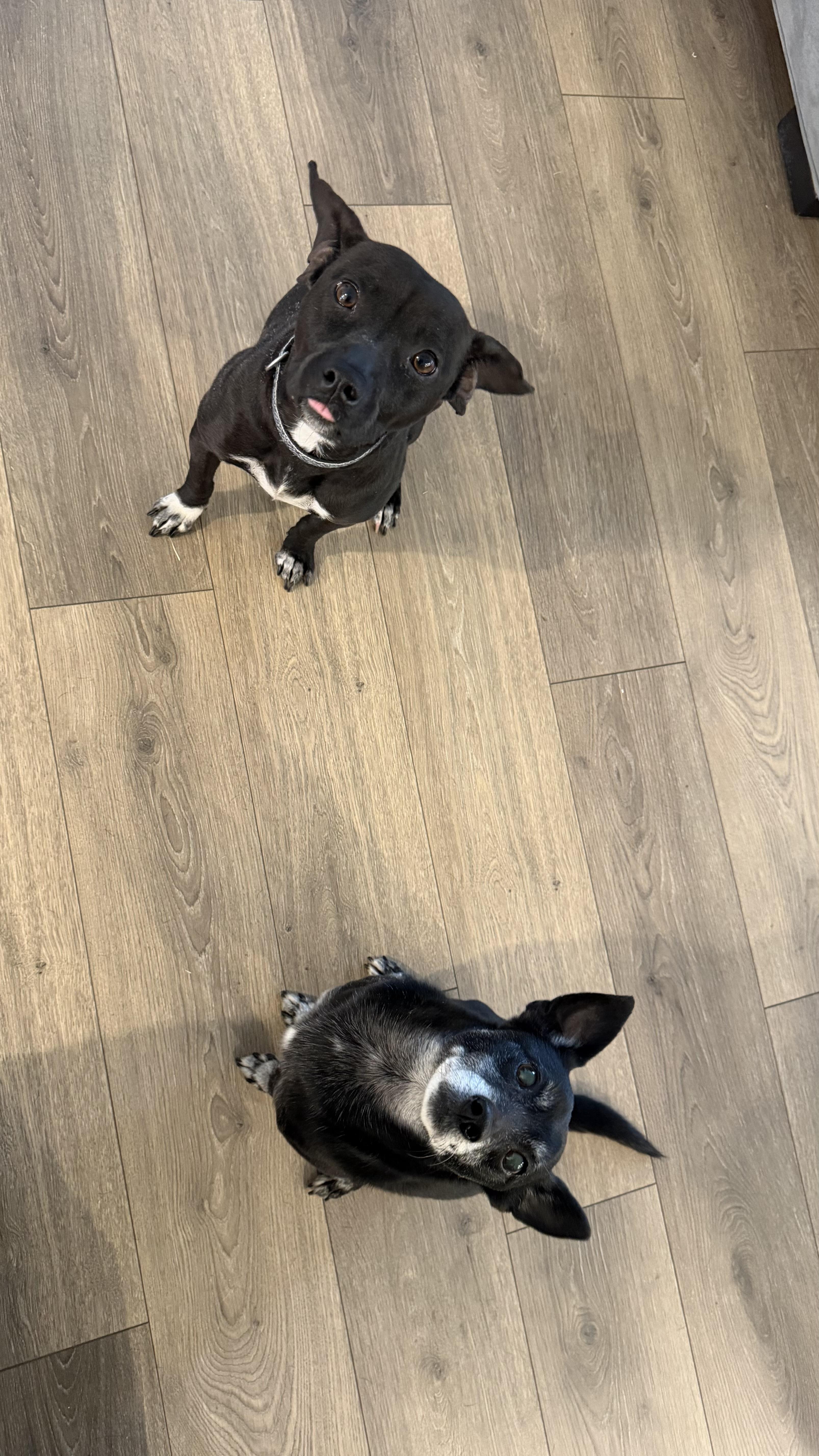 nova, an adopted mixed breed in Cary, NC image 2/5