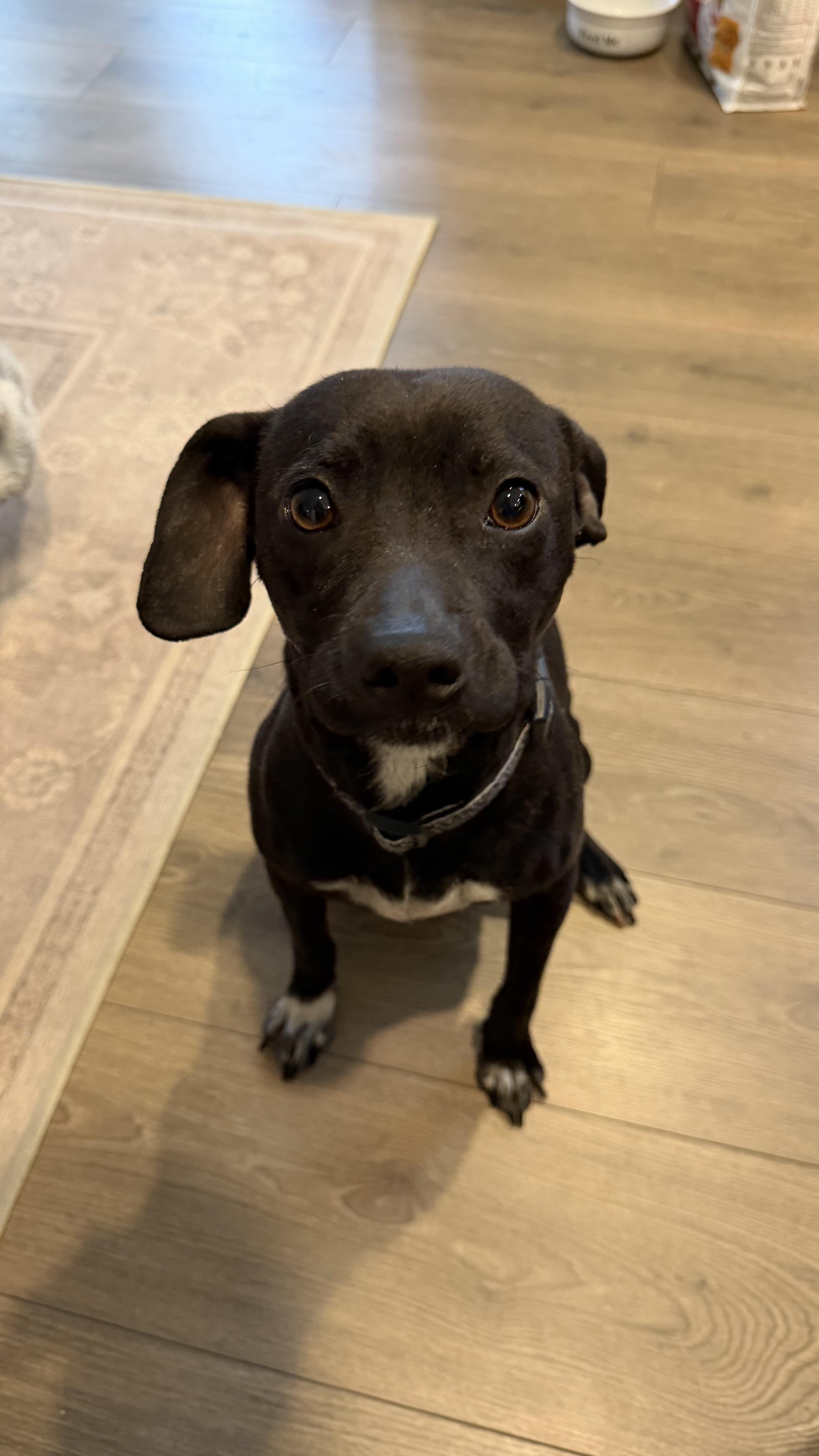 nova, an adopted mixed breed in Cary, NC image 1/5