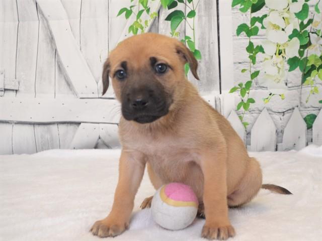 MARLEE, Adoptable, Puppy Female German Shepherd Dog & Mixed Breed.