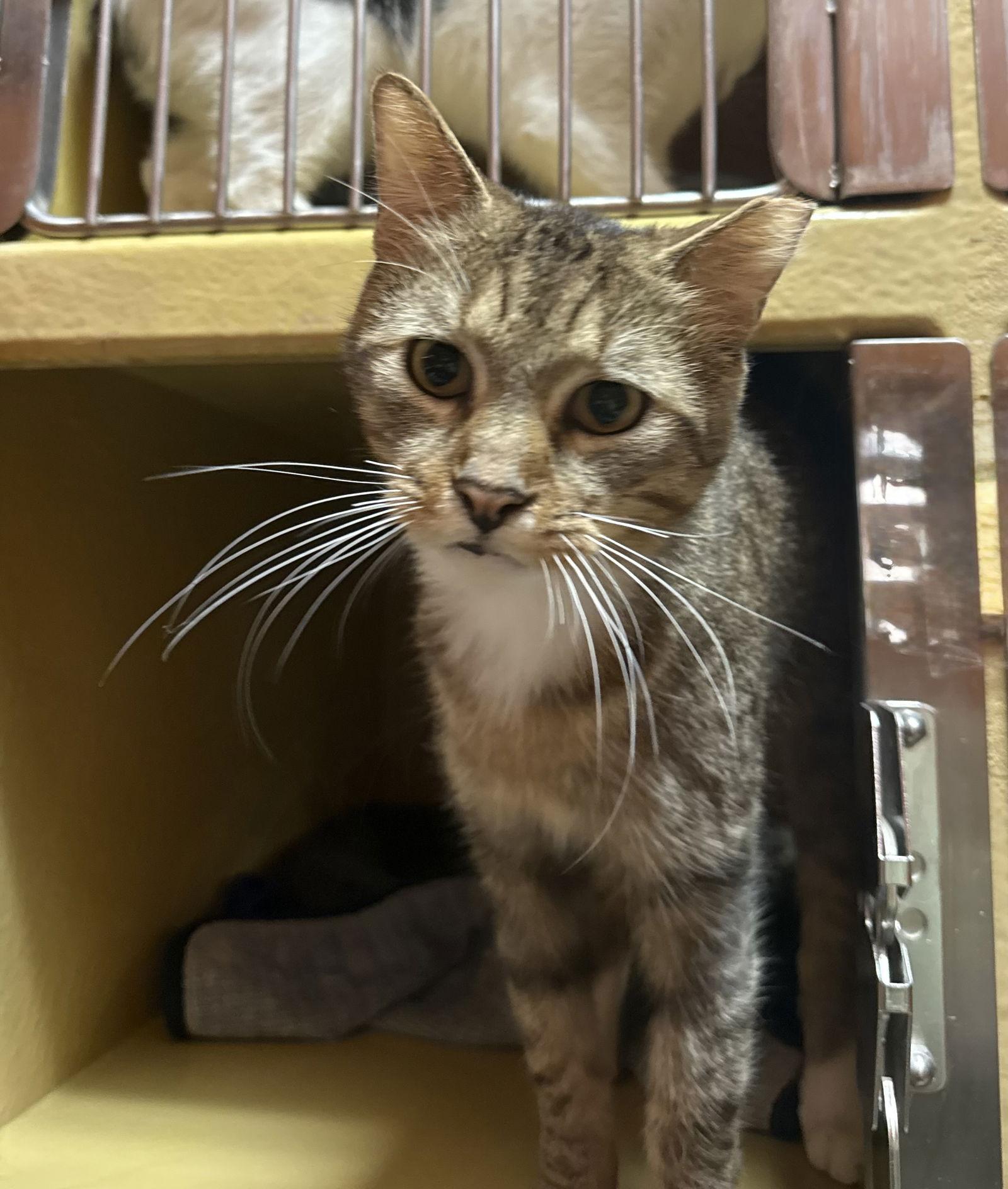 Andy Yo, Adoptable, Young Male Domestic Short Hair.