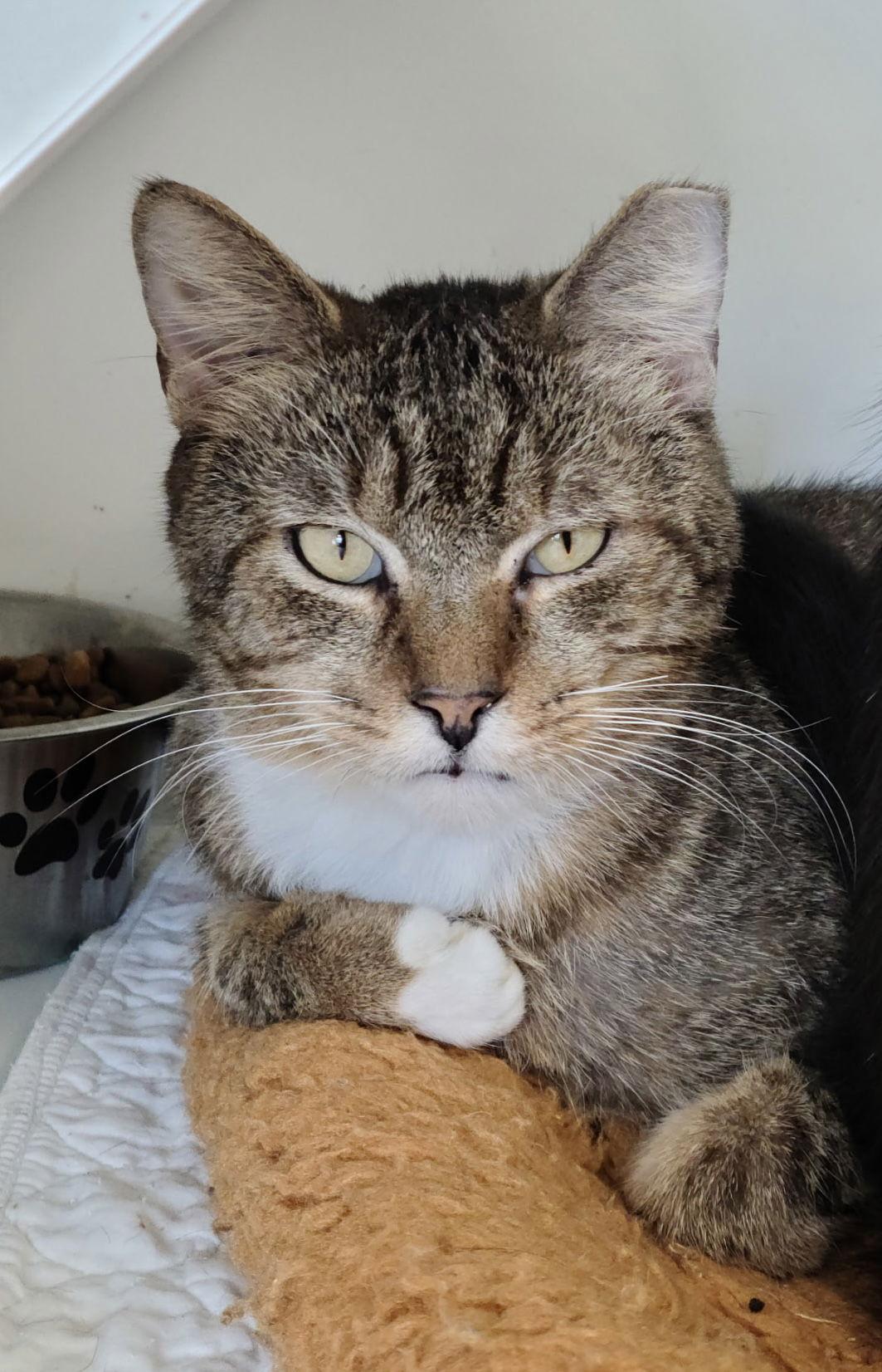 Enlarge Andy Yo, a Adoptable Domestic Short Hair in Satellite Beach, FL image 2/2