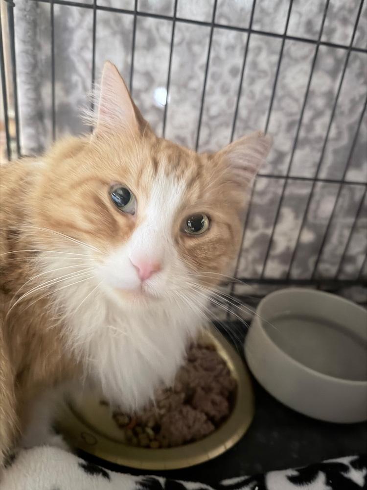 Milo, Adoptable, Adult Male Domestic Long Hair & Maine Coon.