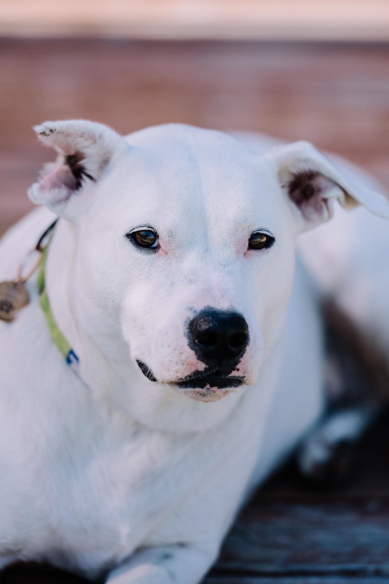 Doris, a Adoptable mixed breed in Commerce City, CO image 6/6