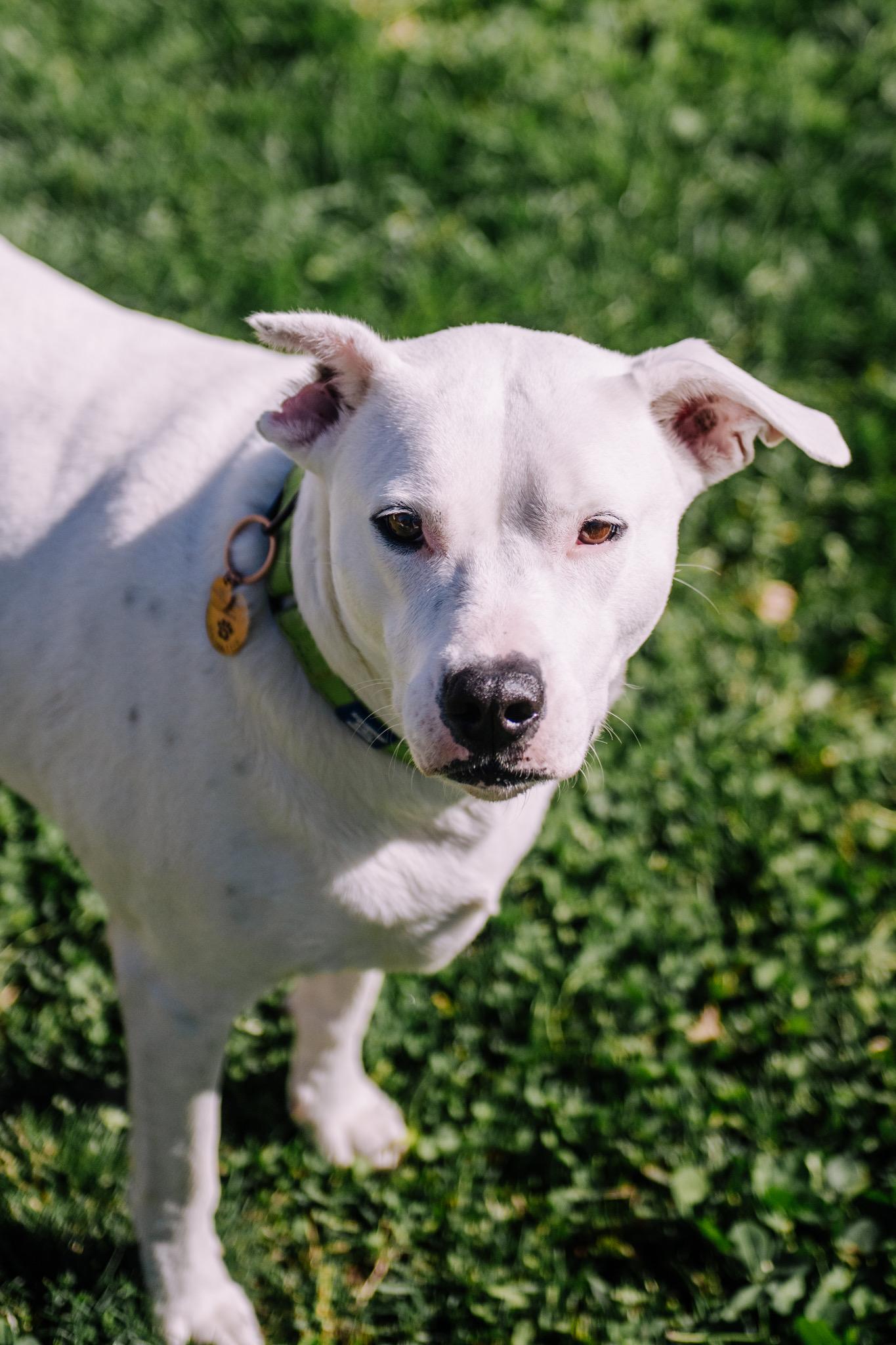 Doris, a Adoptable mixed breed in Commerce City, CO image 5/6
