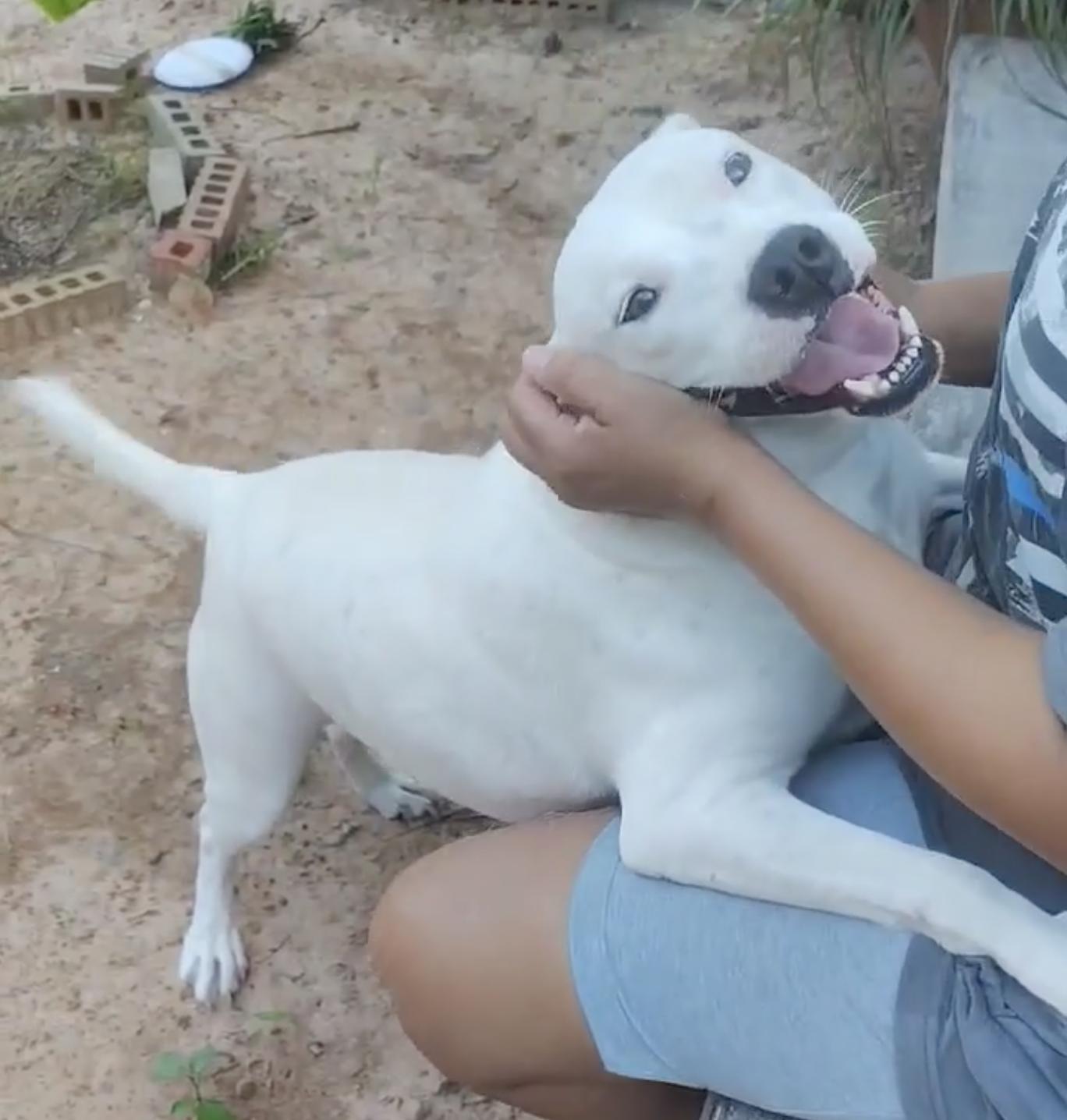 Doris, a Adoptable mixed breed in Commerce City, CO image 4/6