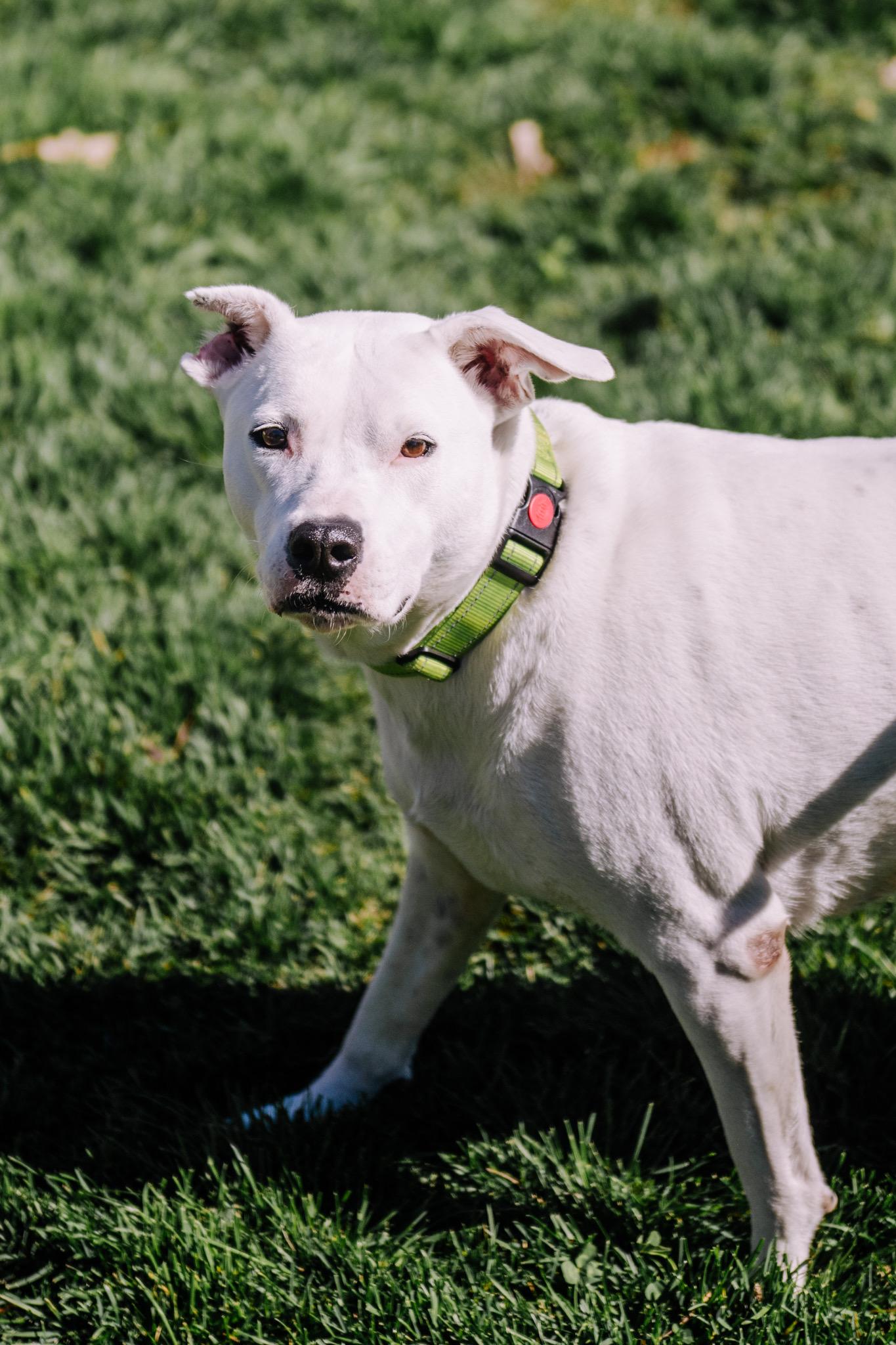 Doris, Adoptable, Adult Female Labrador Retriever.