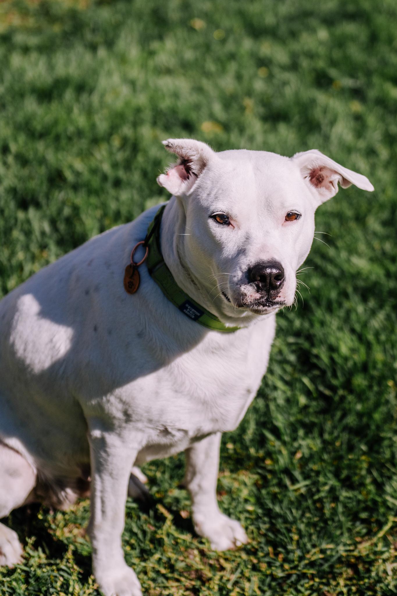 Doris, a Adoptable mixed breed in Commerce City, CO image 2/6