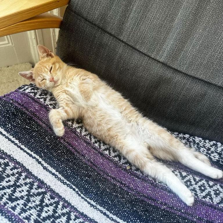 Enlarge Turkey, an adopted Domestic Short Hair in BROOKLYN, NY image 3/6