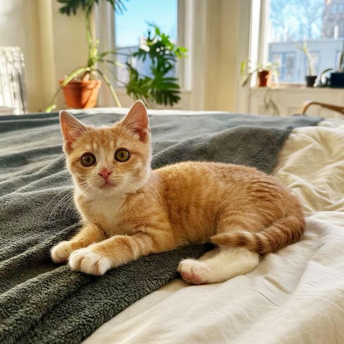 Enlarge Turkey, an adopted Domestic Short Hair in BROOKLYN, NY image 5/6