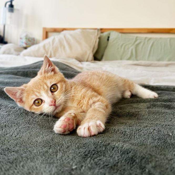 Enlarge Turkey, an adopted Domestic Short Hair in BROOKLYN, NY image 6/6