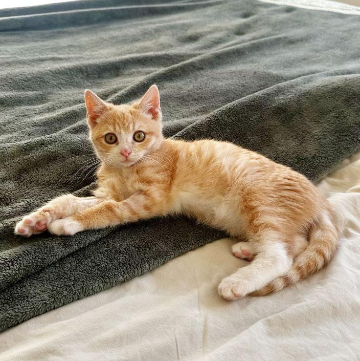 Enlarge Turkey, an adopted Domestic Short Hair in BROOKLYN, NY image 4/6