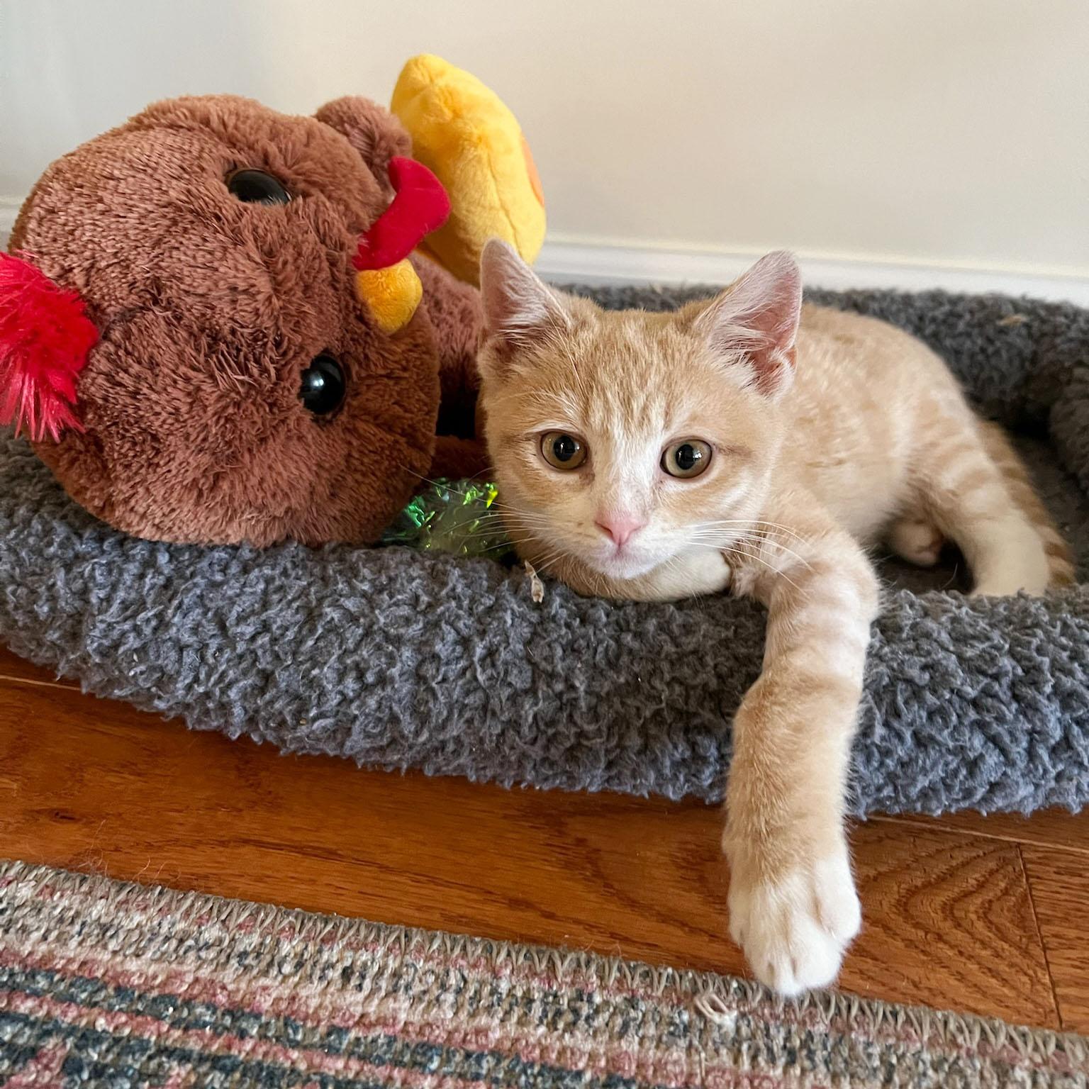Enlarge Turkey, an adopted Domestic Short Hair in BROOKLYN, NY image 2/6
