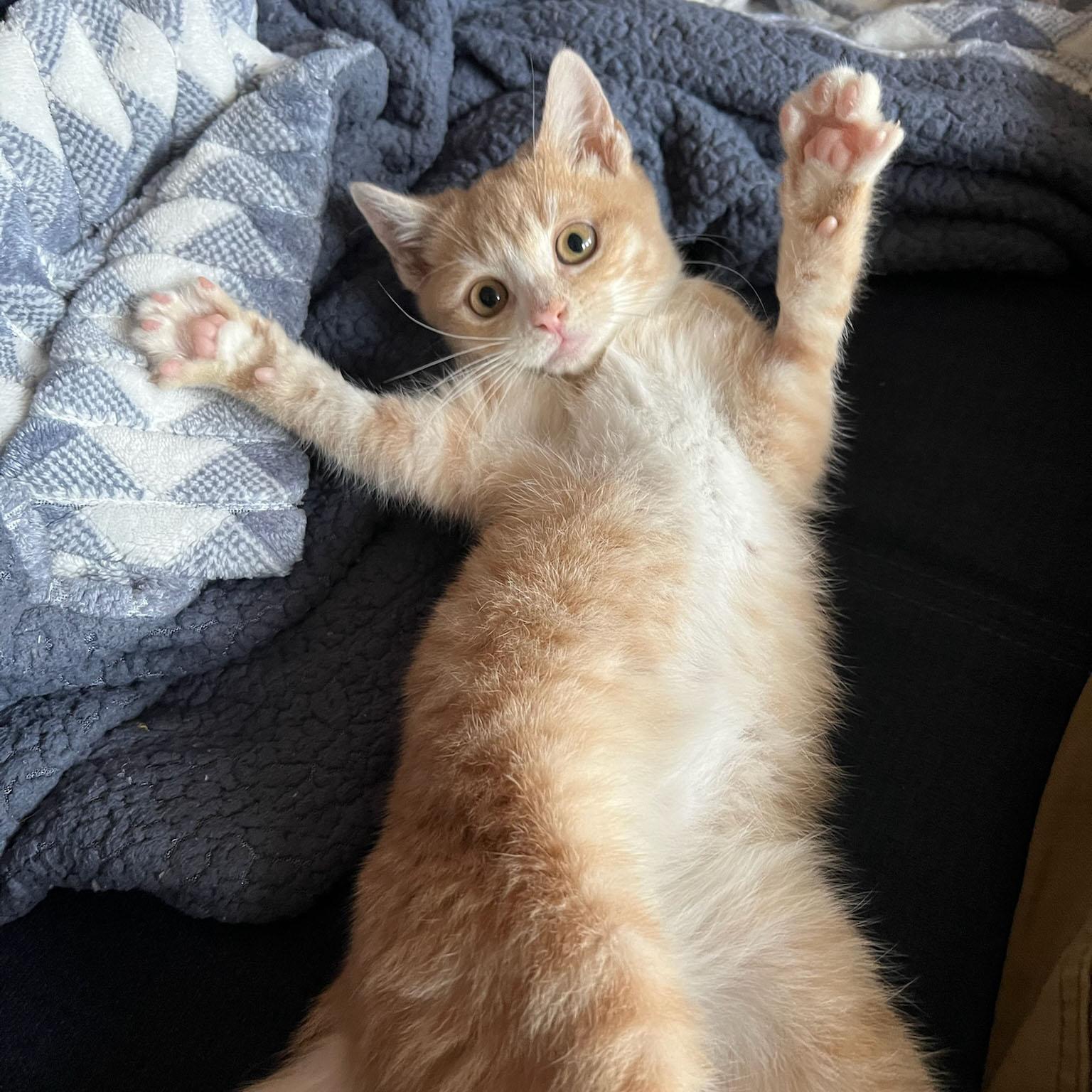 Turkey, adopted, Kitten Male Domestic Short Hair.