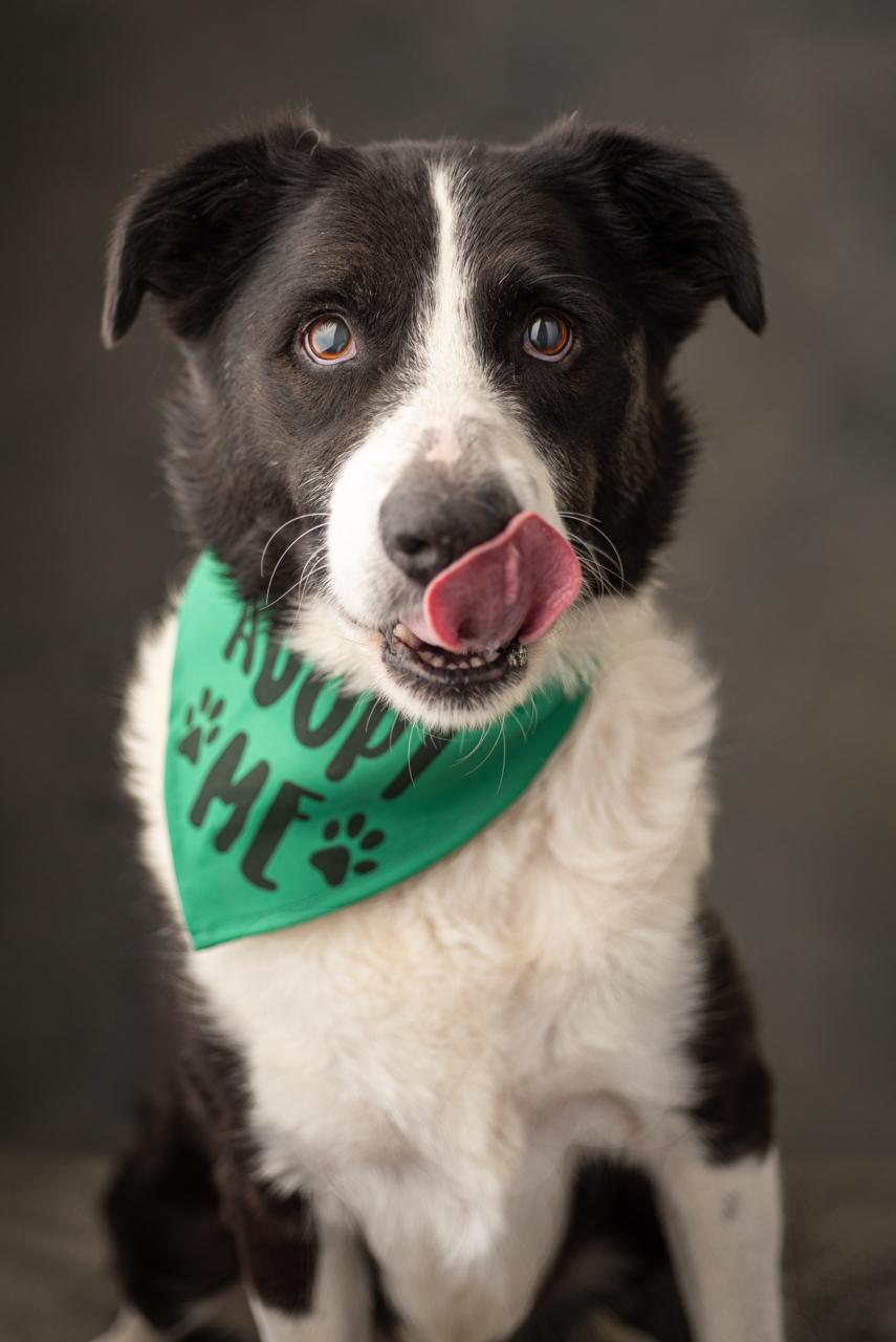 Bruce, Adoptable, Adult Male Border Collie.