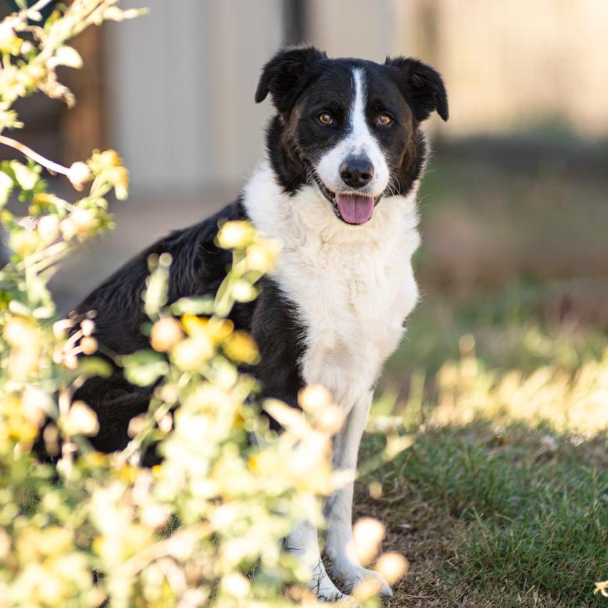 Bruce, a Adoptable mixed breed in Mason, TX image 2/6