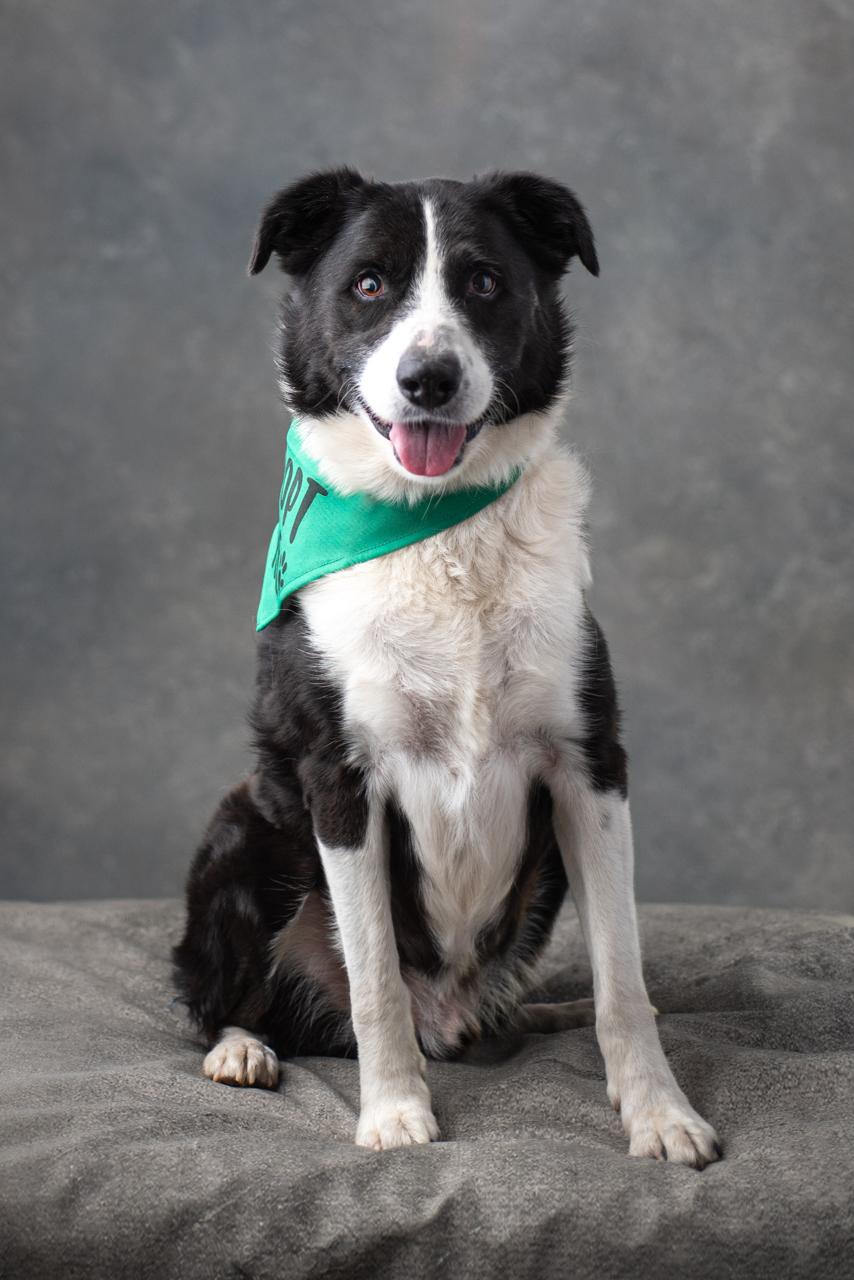 Bruce, a Adoptable mixed breed in Mason, TX image 3/6