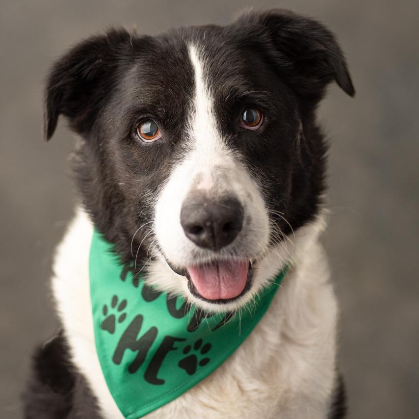 Bruce, a Adoptable mixed breed in Mason, TX image 4/6