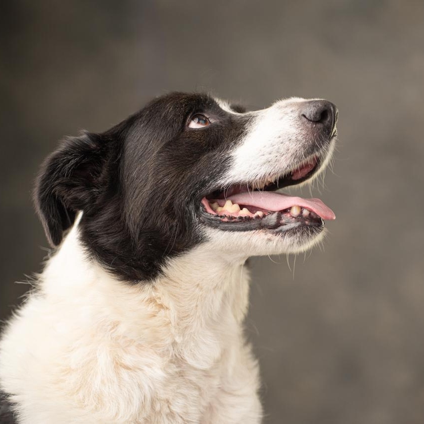 Bruce, a Adoptable mixed breed in Mason, TX image 5/6
