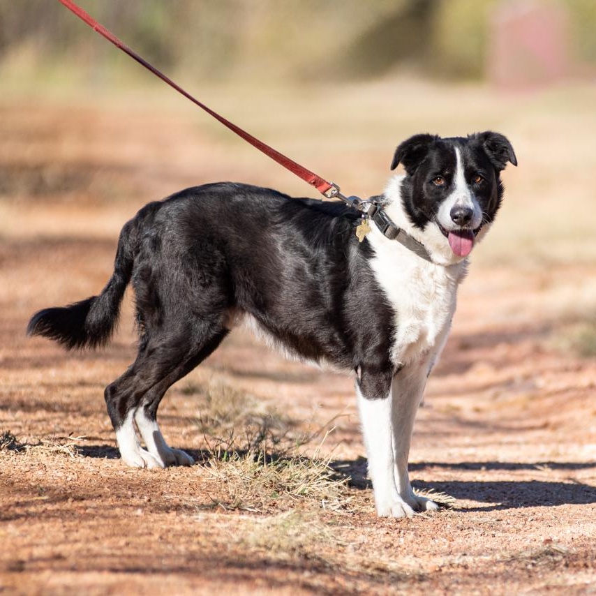 Bruce, a Adoptable mixed breed in Mason, TX image 6/6