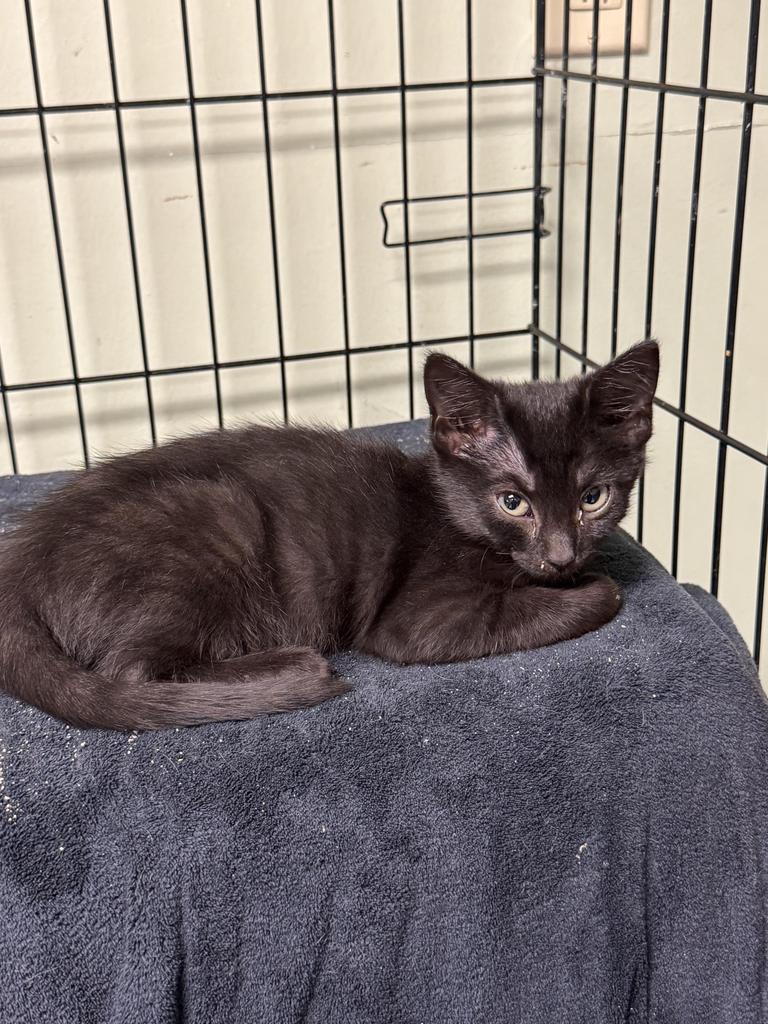 Enlarge Traci, a Adoptable mixed breed in Athens, OH image 1/1