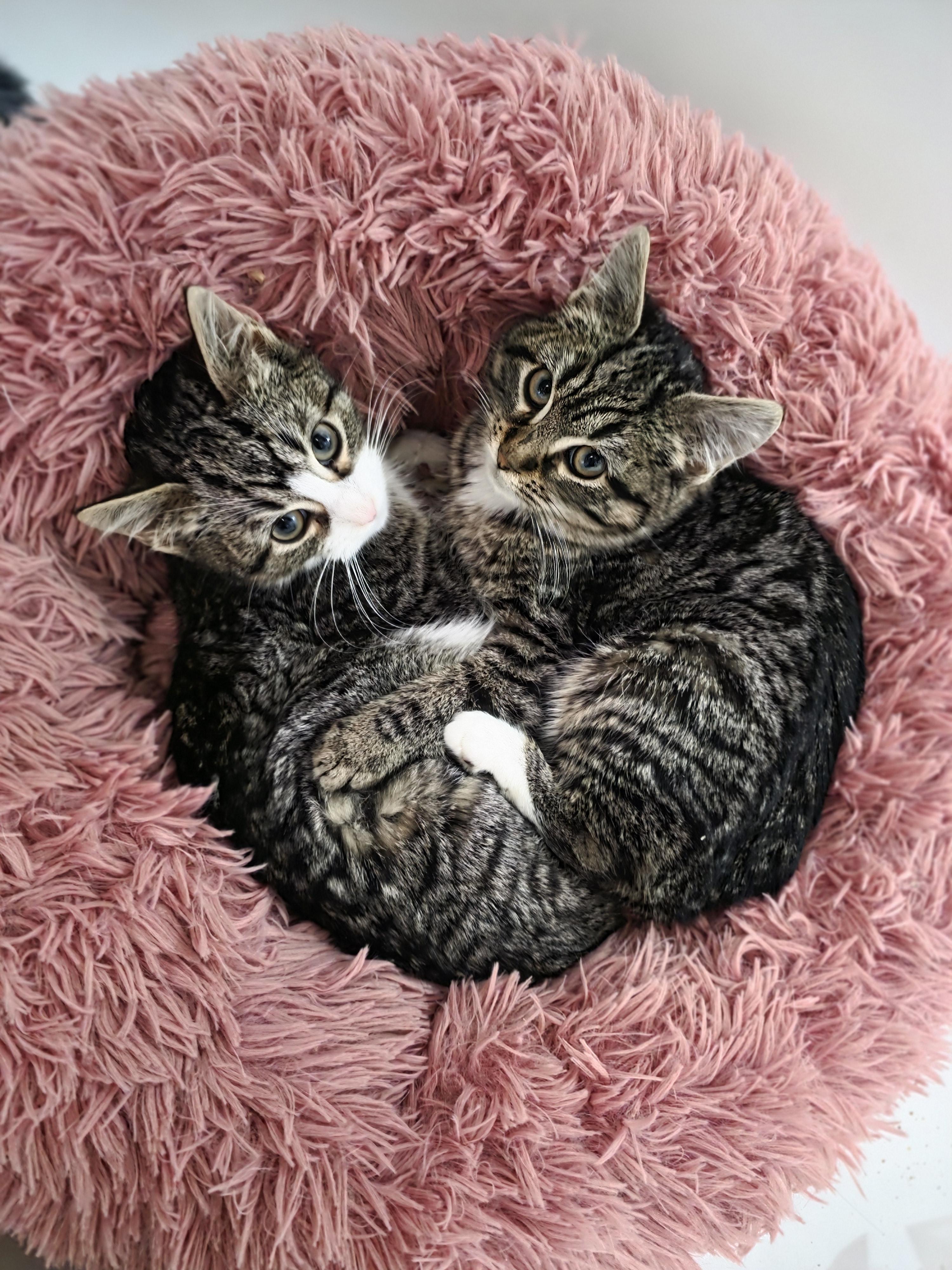 Enlarge Patricia and Roseanna Arcat , a ADOPTABLE Domestic Short Hair in Brooklyn, NY image 2/2